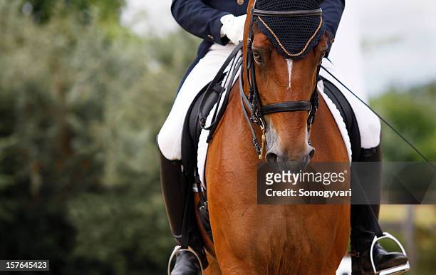 dressage scene - dressage stock pictures, royalty-free photos & images