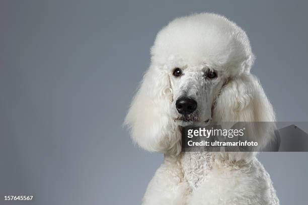 dog - poodle stock pictures, royalty-free photos & images