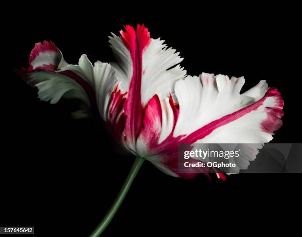 white and red parrot tulip - dark floral stockfoto's en -beelden