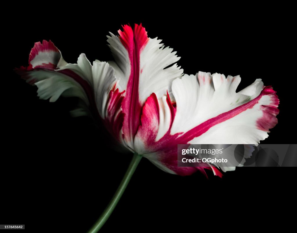 White and Red Parrot Tulip