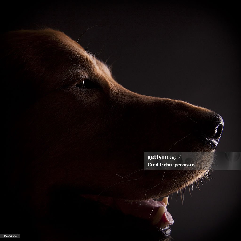 Canine Profile