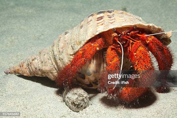king size white-spotted hermit crab in adult trumpet triton shell - hermit crab stock pictures, royalty-free photos & images