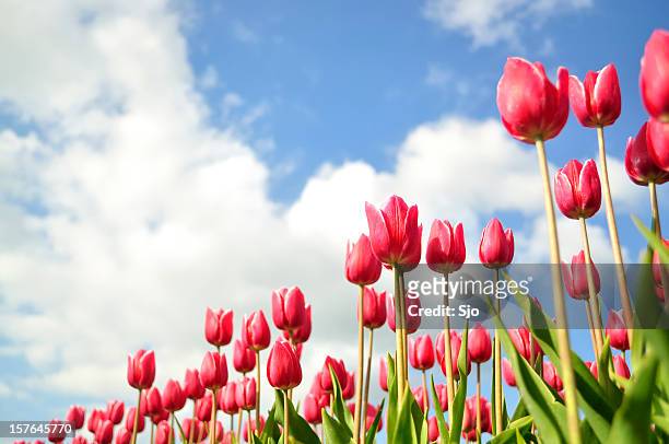 lila tulpen - gartentulpe stock-fotos und bilder