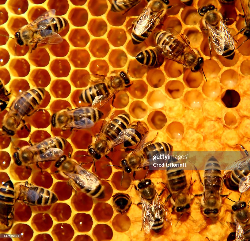 A bunch of bees on a honeycomb