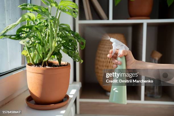 hand of man gardener sprays with sprinkler on leaves of monstera plant in pot on windowsill - luchtvochtigheid stockfoto's en -beelden
