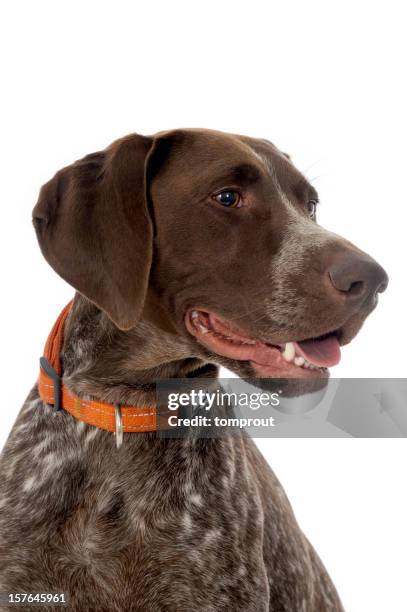 retrato de un pointer alemán - german shorthaired pointer fotografías e imágenes de stock