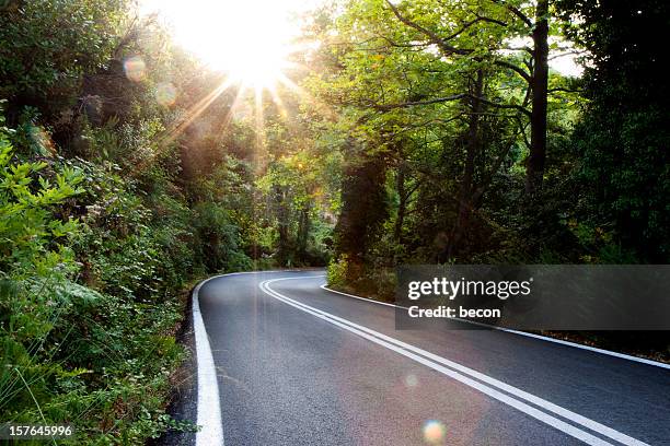 sonnigen wald in griechenland - pelion stock-fotos und bilder