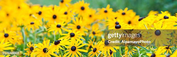 rudbeckia hirta (black-eyed susan) (panorama) - black eyed susan stock pictures, royalty-free photos & images