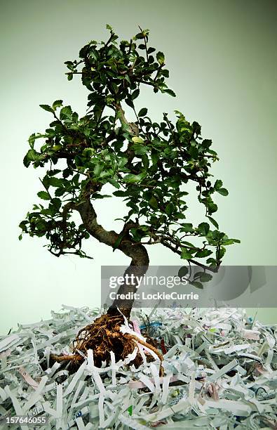 recycling - shredded newspaper stock pictures, royalty-free photos & images