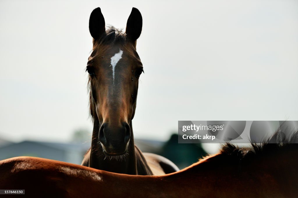 Cheval Brun dos éclairé