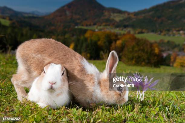 two easter bunnies and a crocus - easter bunny man stockfoto's en -beelden