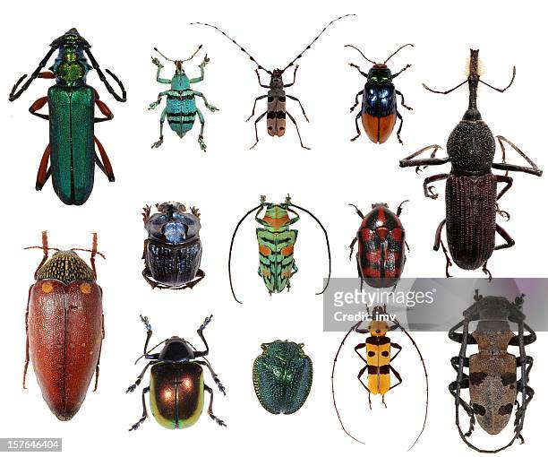 beetle collection xxxl - scarab beetle stock pictures, royalty-free photos & images