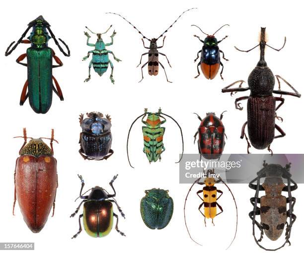 beetle collection xxxl - beetle stock pictures, royalty-free photos & images