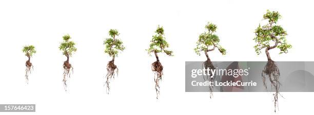 growth - root stockfoto's en -beelden