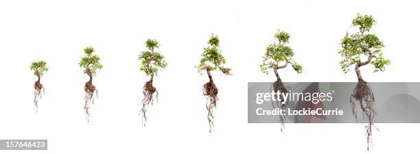 growth - tree stages of growth stock pictures, royalty-free photos & images