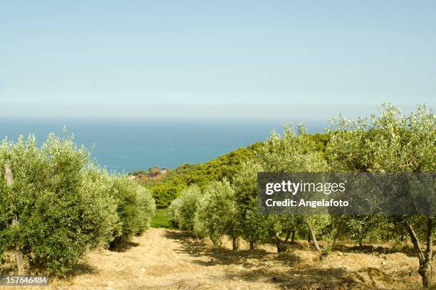 ulivo nel campo calabria, italia - calabria foto e immagini stock