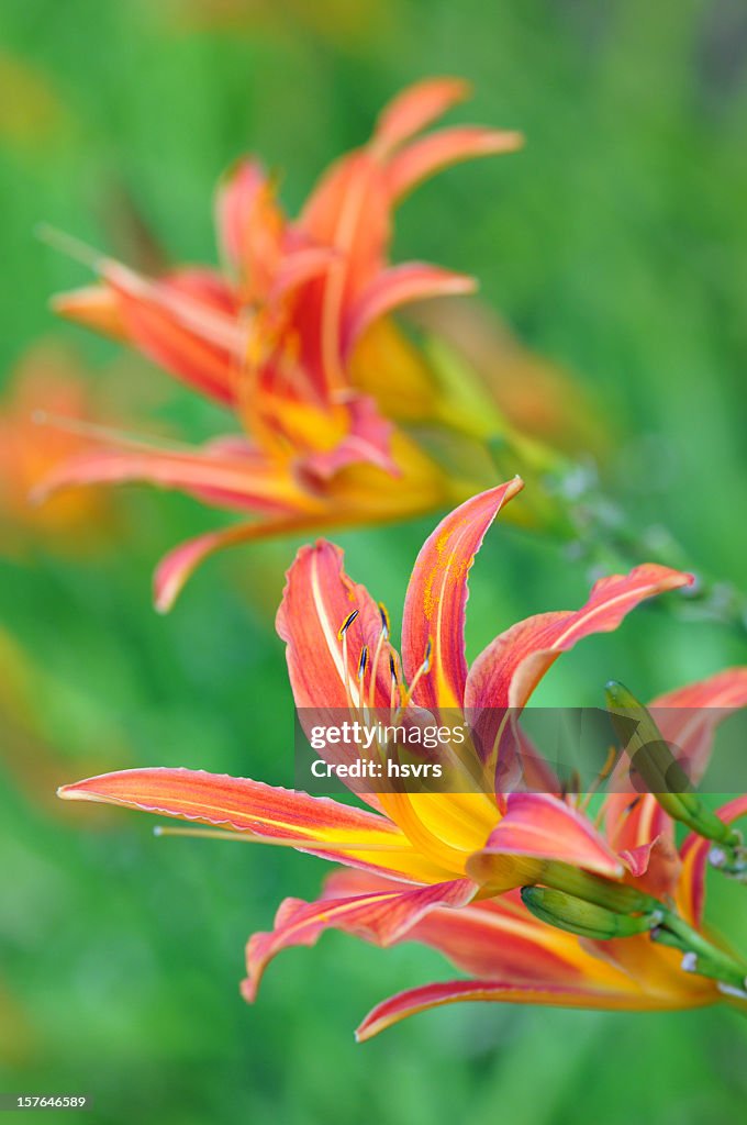 Gelbrote Taglilie (Hemerocallis fulva) - yellow red day lily