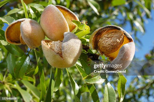 close-up of ripening almonds on central california orchard - almond branch stock pictures, royalty-free photos & images