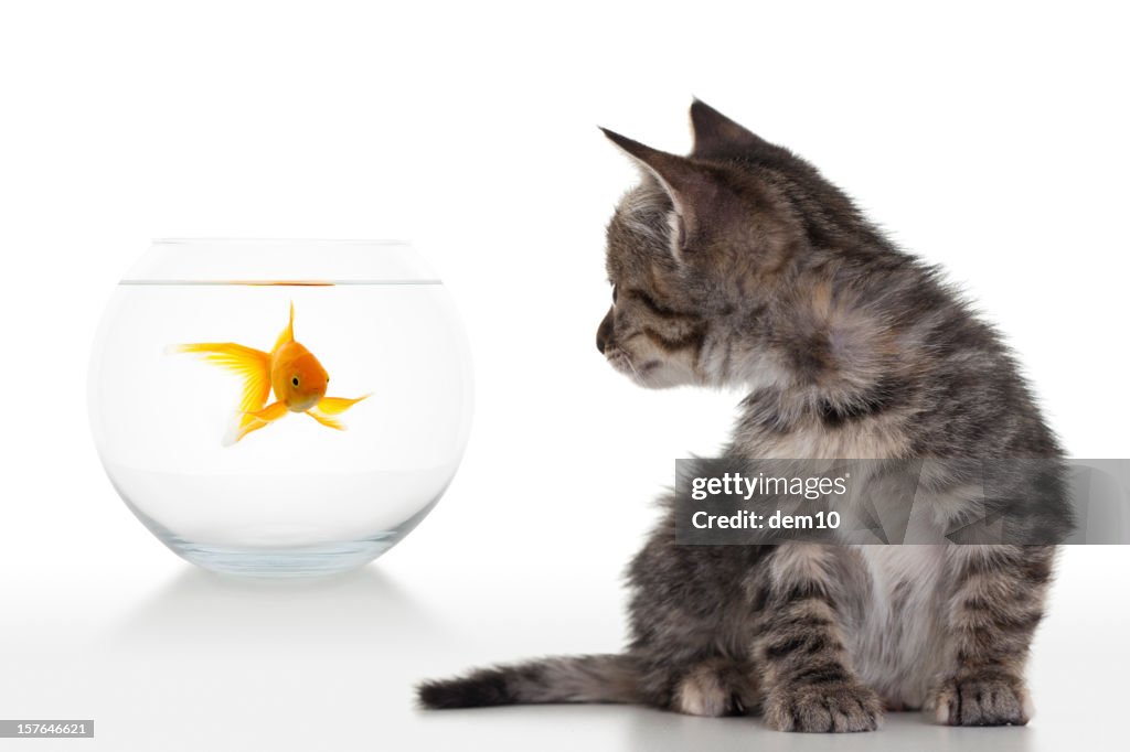 Kitten looking at fish in bowl