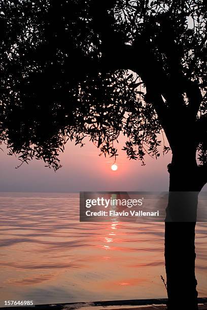 sunset with olive tree silhouette in foreground, lake garda - lazise stock pictures, royalty-free photos & images