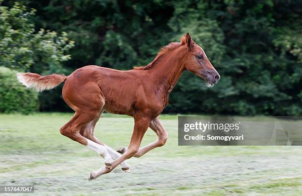 galloping free - veulen stockfoto's en -beelden