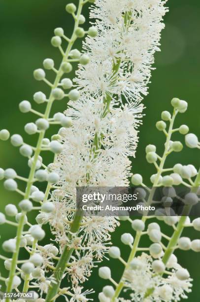 Bugbain Bugbane Photos and Premium High Res Pictures - Getty Images