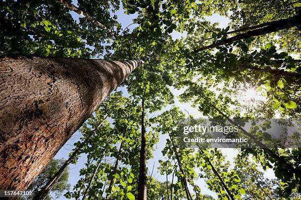 teak forest canopy. - teak tree stock pictures, royalty-free photos & images
