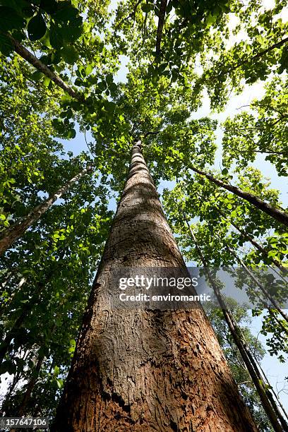 teak forest canopy. - teak tree stock pictures, royalty-free photos & images