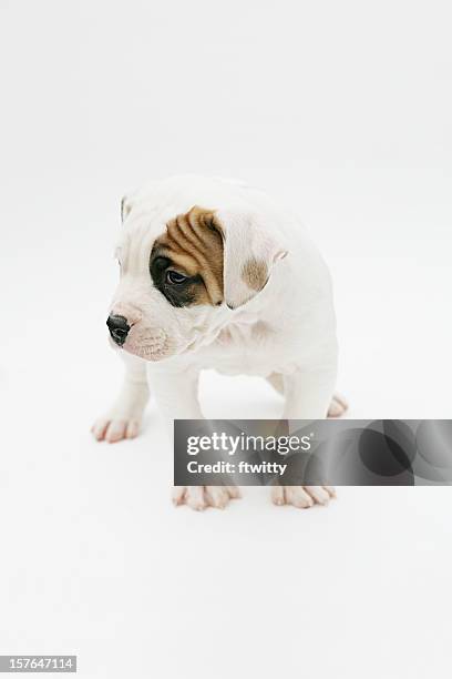 american bulldog isolated - american bulldog stock pictures, royalty-free photos & images
