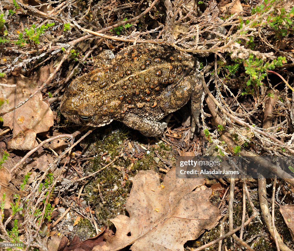 Natterjack Toad