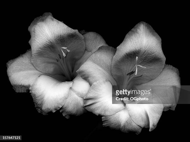 pair of gladiolas. - gladiolus stock pictures, royalty-free photos & images