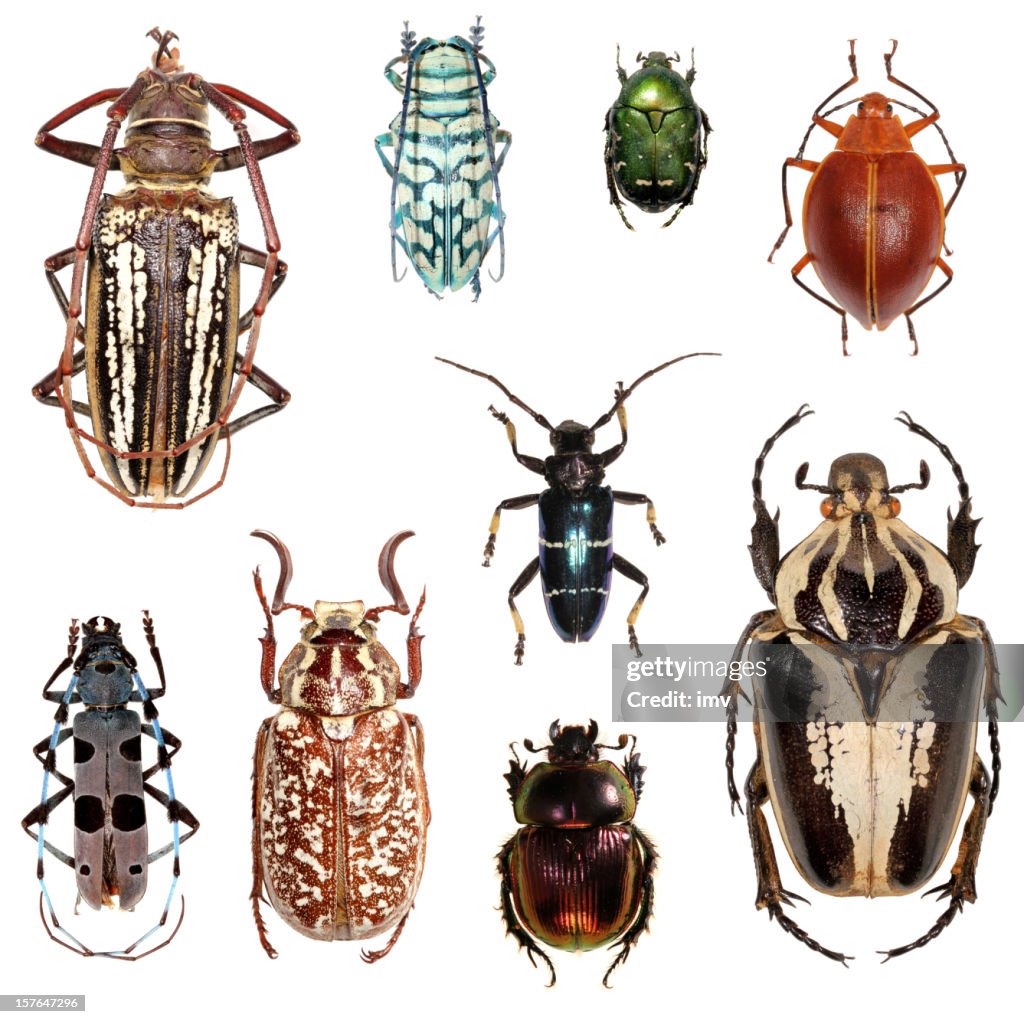 Beetle collection XXXL
