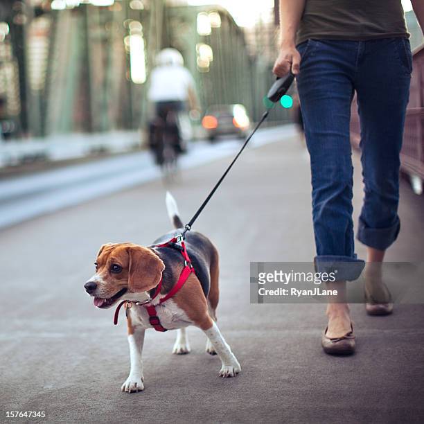 beagle on a walk - leash stock pictures, royalty-free photos & images