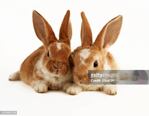 ベビーウサギ - white rabbit ストックフォトと画像