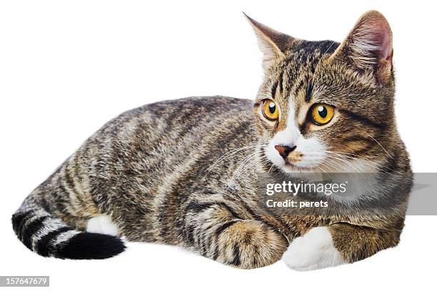 lying cat on white - cat lying down stock pictures, royalty-free photos & images