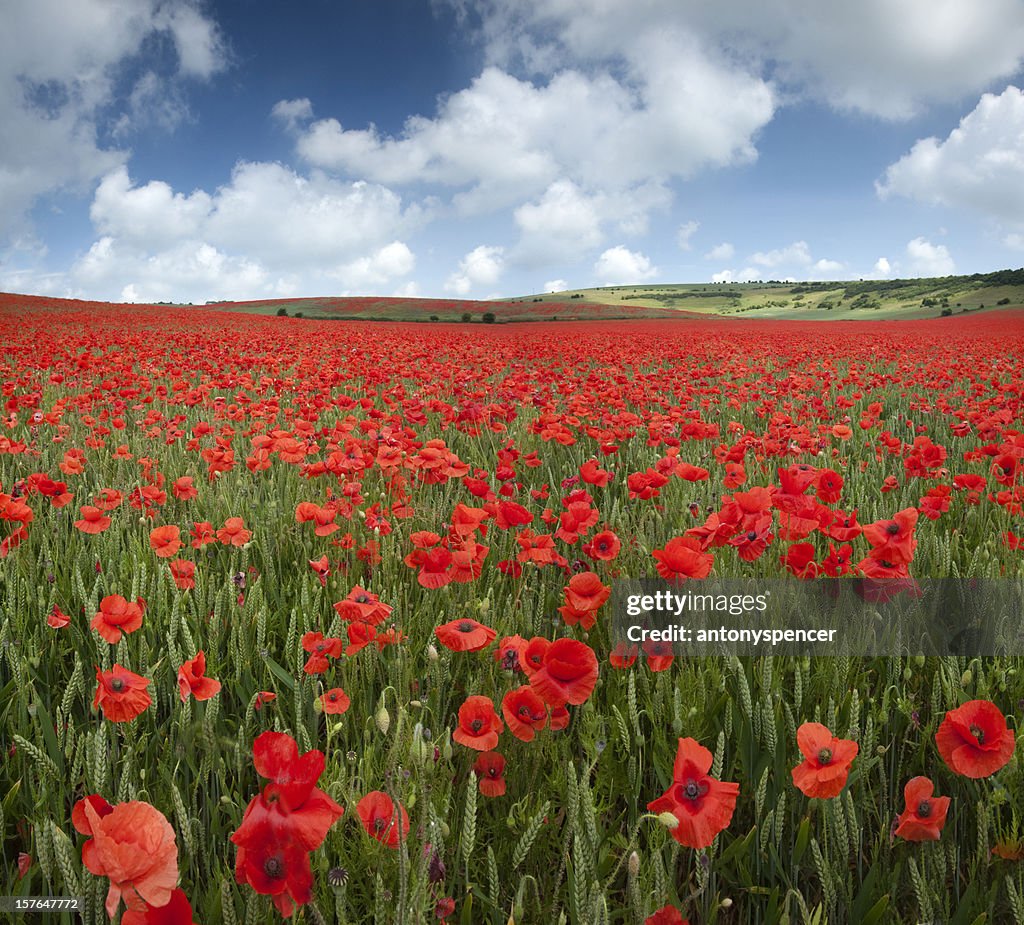 Poppy Field