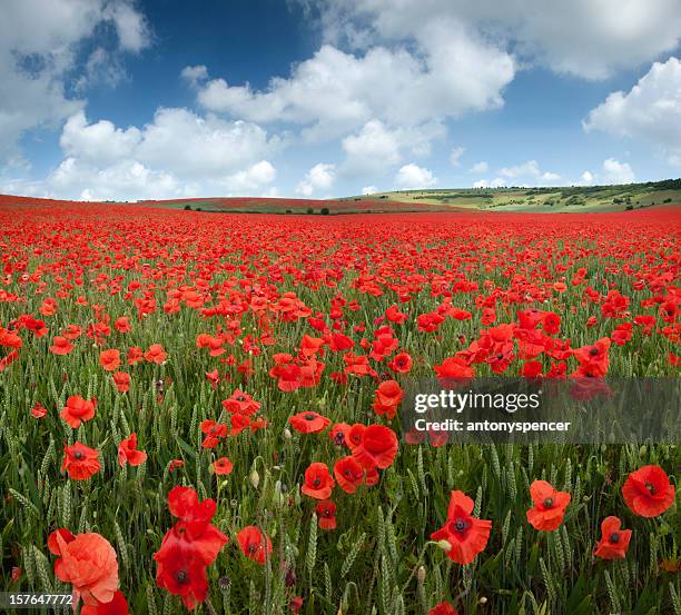poppy field - poppies stock pictures, royalty-free photos & images