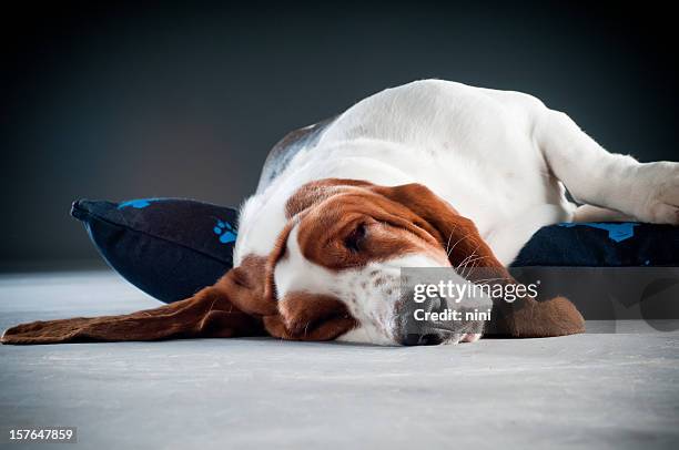 basset hound lying on pillow - flaccid stock pictures, royalty-free photos & images