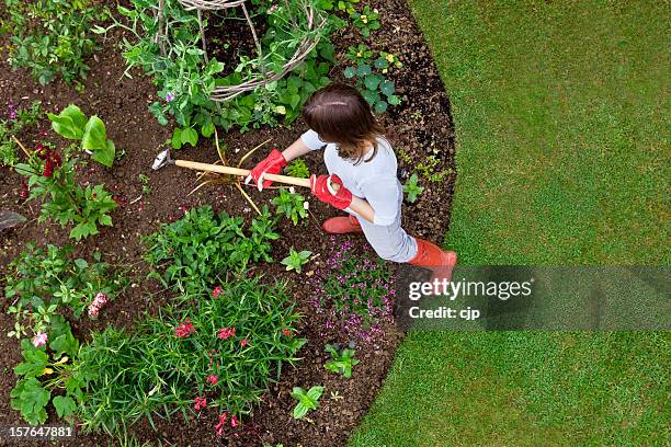 woman weeding a flower bed with a hoe - garden hoe stock pictures, royalty-free photos & images