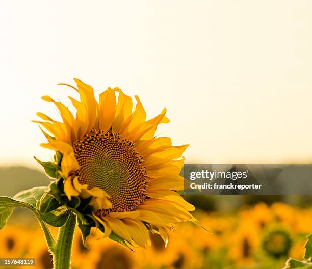 vivid sunflower portrait - single flower in field stock pictures, royalty-free photos & images