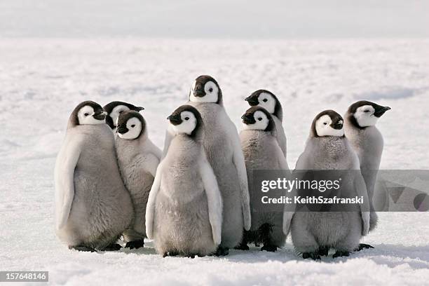 penguin party - young bird stockfoto's en -beelden