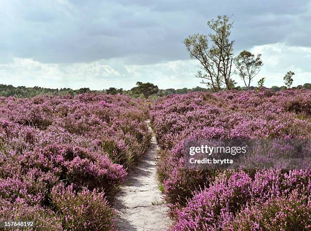 path through a heather landscape in bloom, kalmthoutse heide, belgium - moor stock pictures, royalty-free photos & images