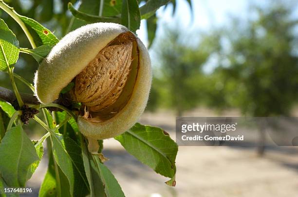 close-up di maturazione di mandorle nella california centrale frutteto - almonds foto e immagini stock