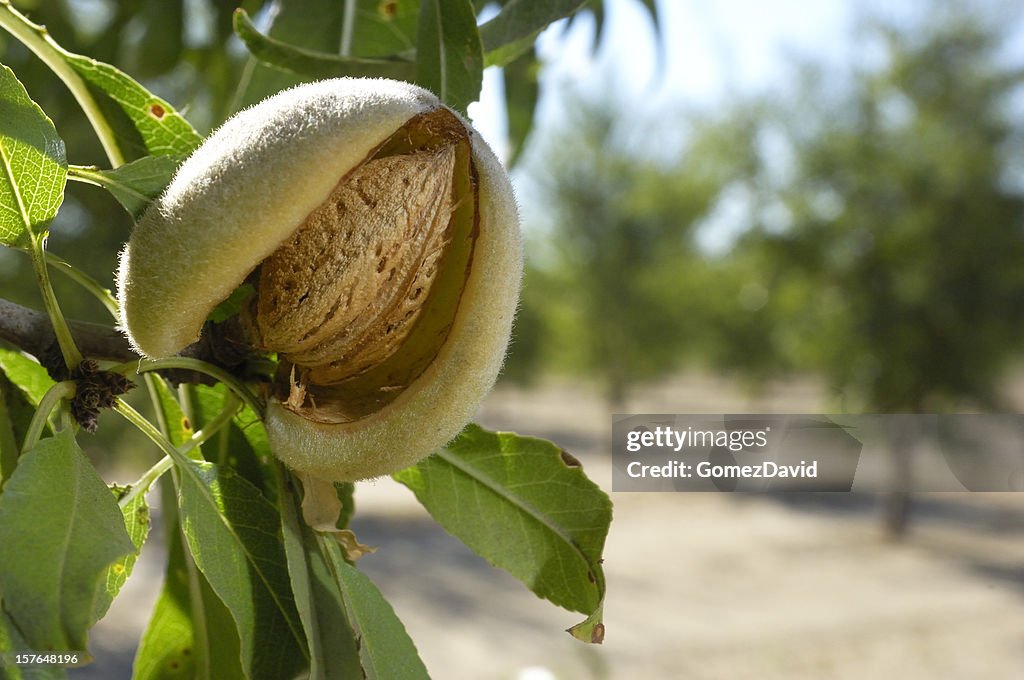 Close-up of Ripening Almonds on Central California Orchard