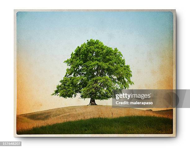 grunge bild von eine einsame buche - beech trees stock-fotos und bilder