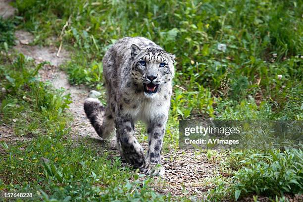 snow leopard (uncia uncia) - snow leopard stock pictures, royalty-free photos & images