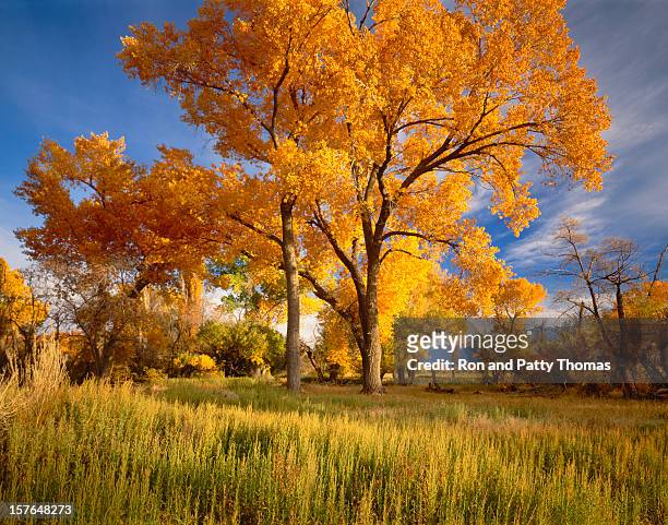 autumn cottonwood trees - cottonwood stock pictures, royalty-free photos & images