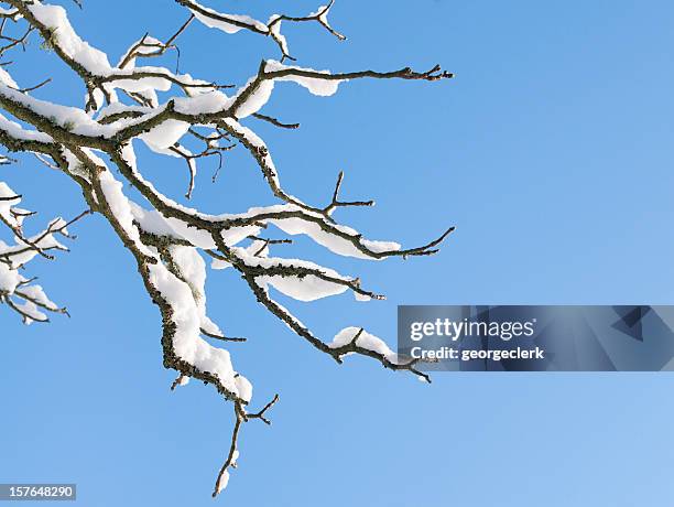 winter branch - snow branch stock pictures, royalty-free photos & images