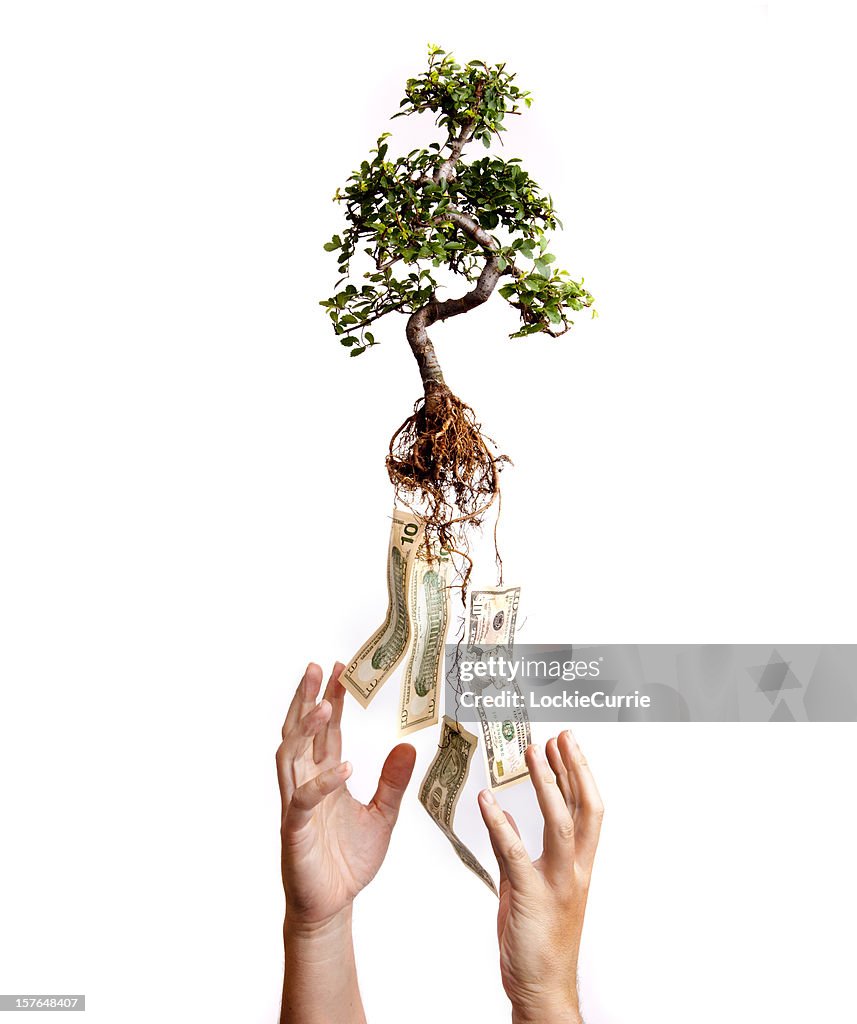 Árvore de dinheiro