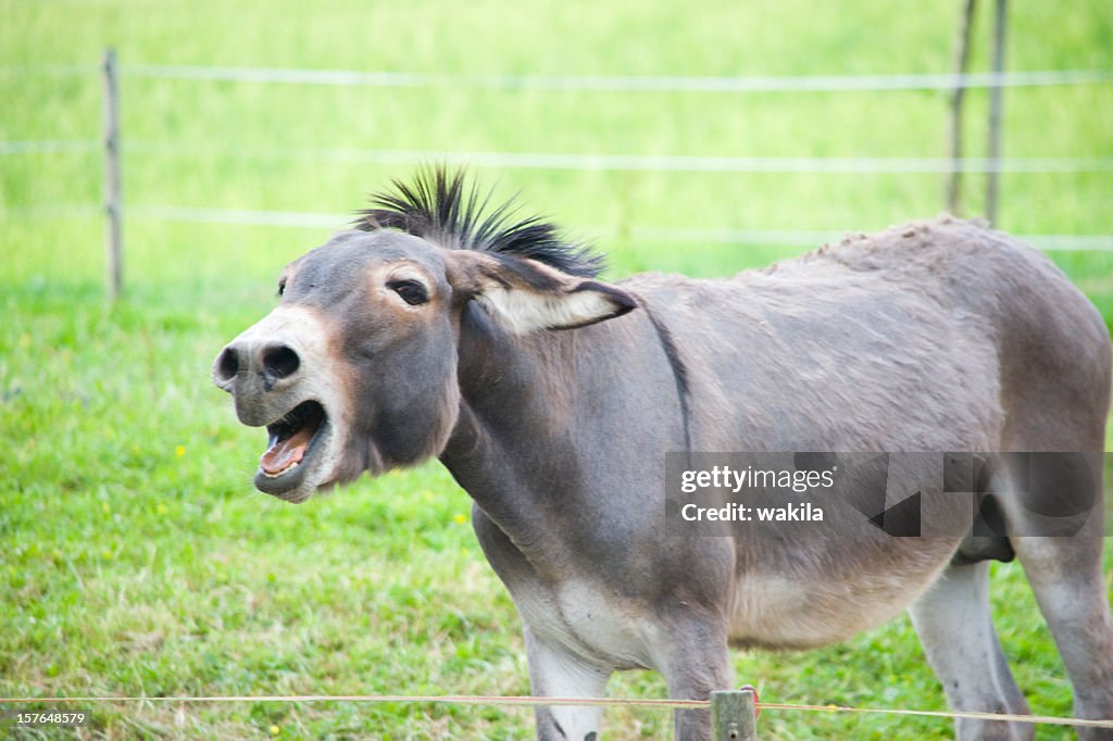 Donkey